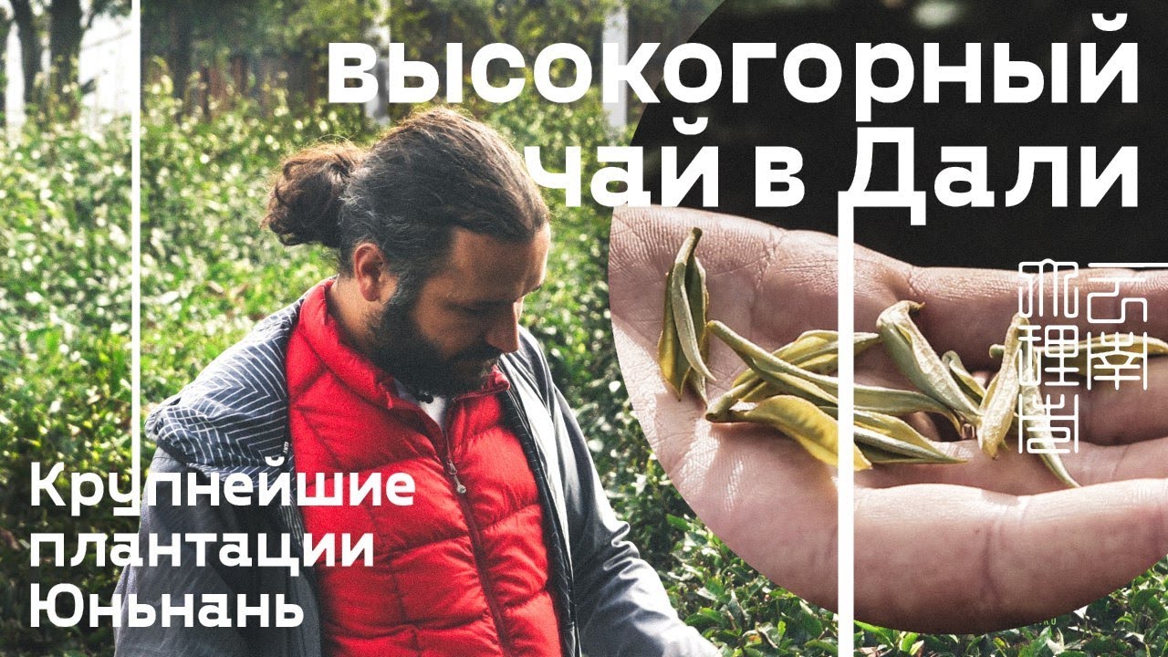 Высокогорный чай в Дали. Крупнейшие плантации Юньнань