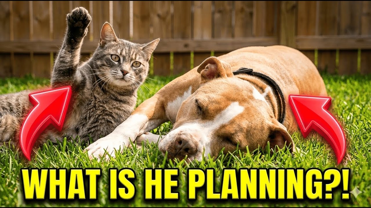 Cat Plots Something While Dog Sleeps… Too Funny! 😂🐶🐱