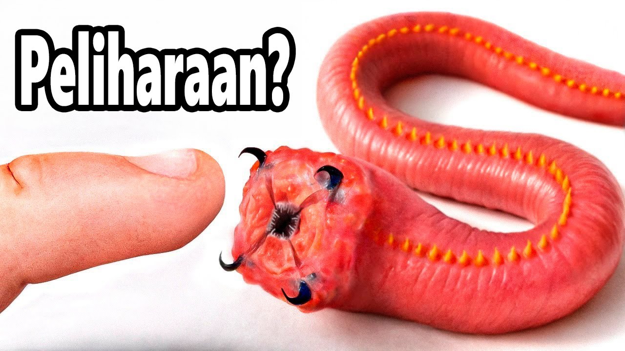 Aku Punya Cacing Darah Peliharaan (ya, sungguhan)