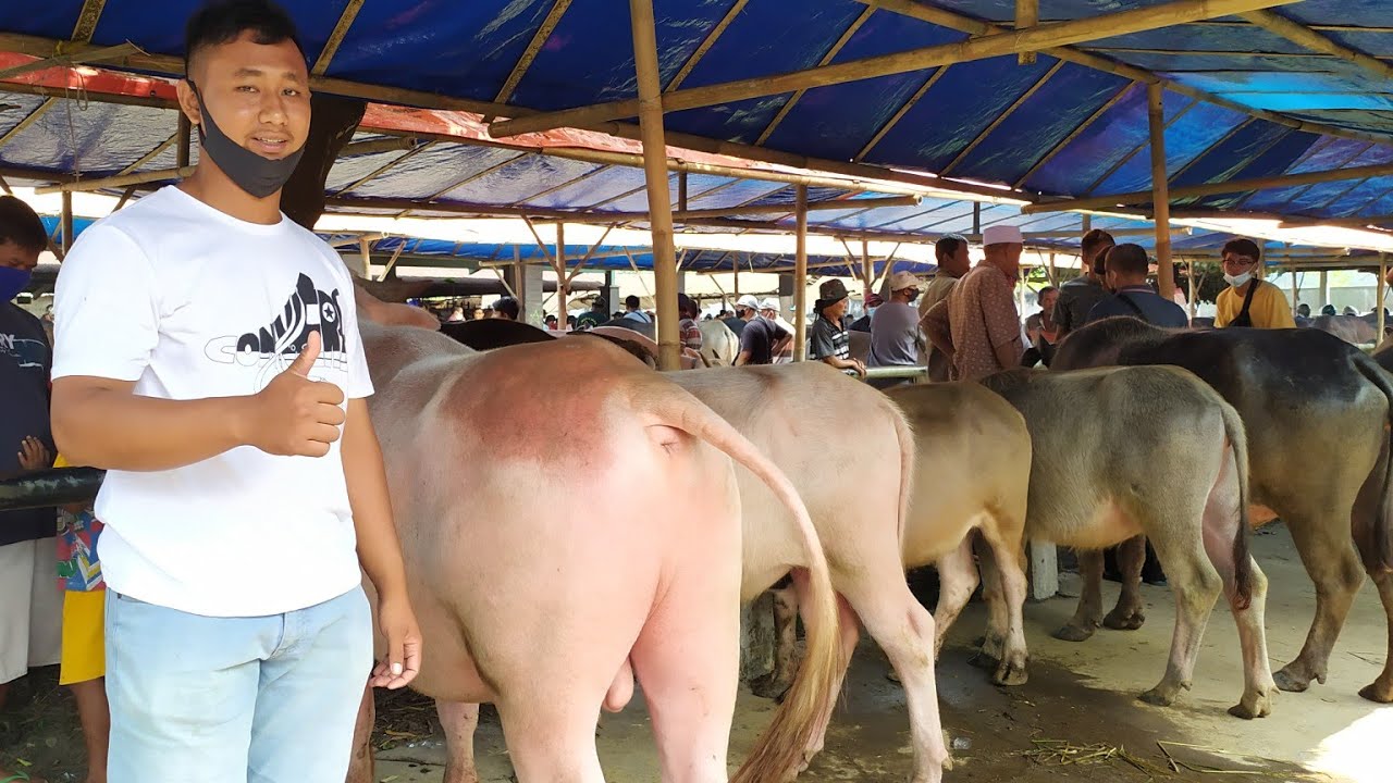 KERBAU BULE, kelebihan daging kerbau vs sapi