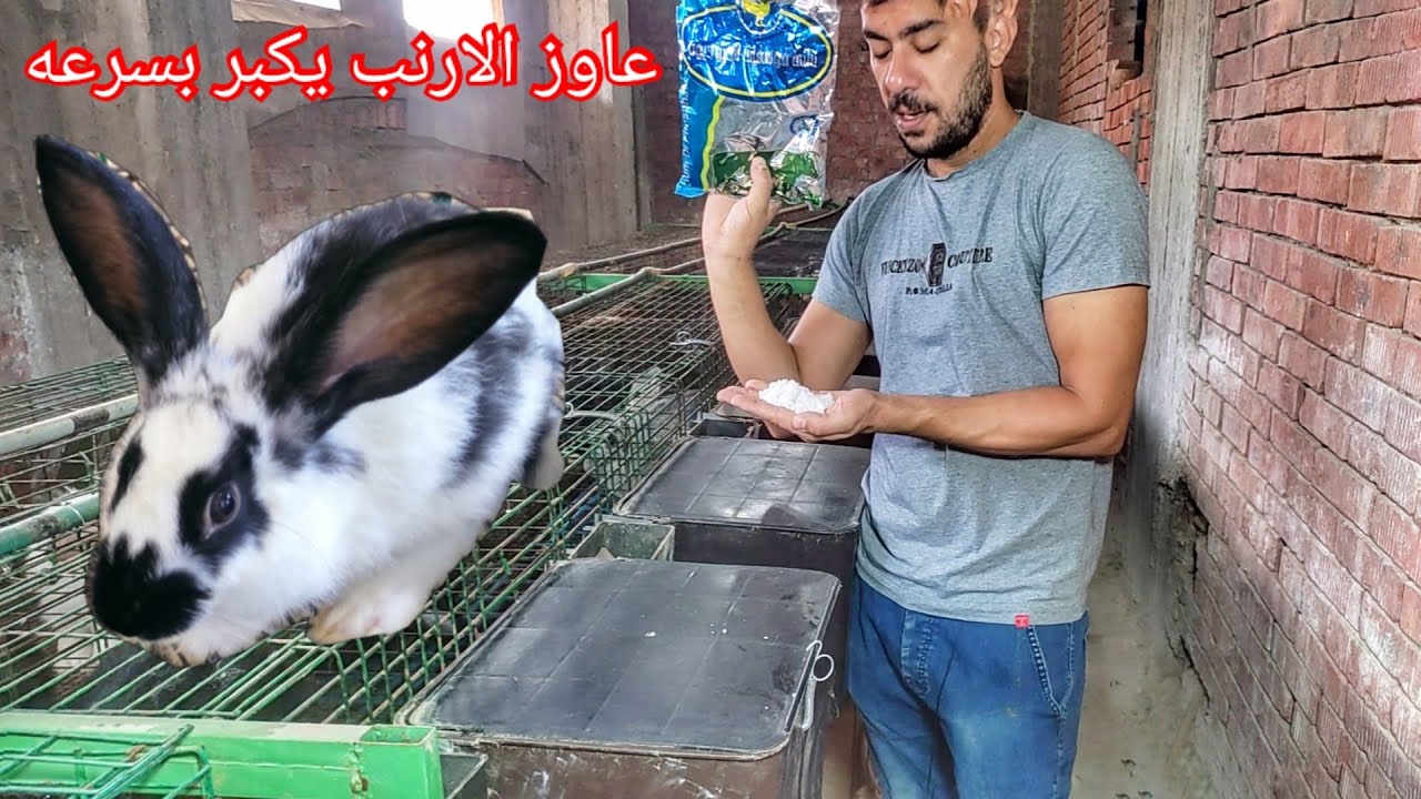 اعرف الزاي ترفع خصوبه امهات الارانب وتلقح عدد منهم في يوم واحد
