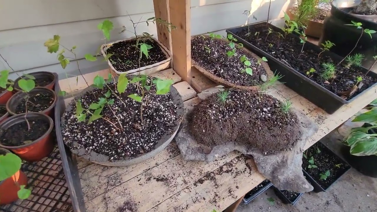 bonsai bench tour