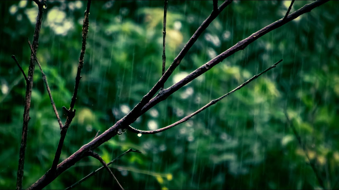 Indonesian Relaxing Angklung Music plus Forest and Bird Sound One Hour