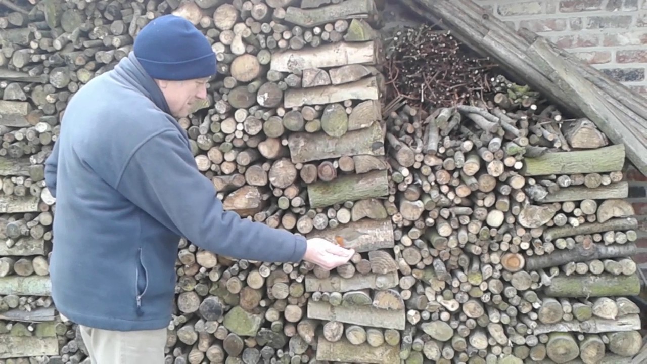 Roodborst voederen