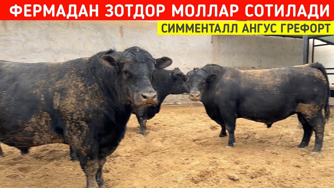 ФЕРМАДАН СИММЕНТАЛЛ АНГУС ГРЕФОРТ БУКАЛАР СОТИЛАДИ МАНЗИЛ ХАЗОРАСП ПИТНАКДА !!! ХОРАЗМ БОЗОР 