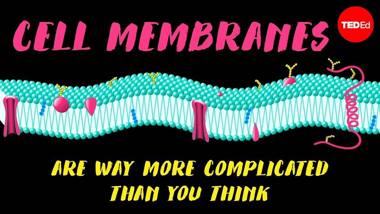 Cell membranes are way more complicated than you think - Nazzy Pakpour