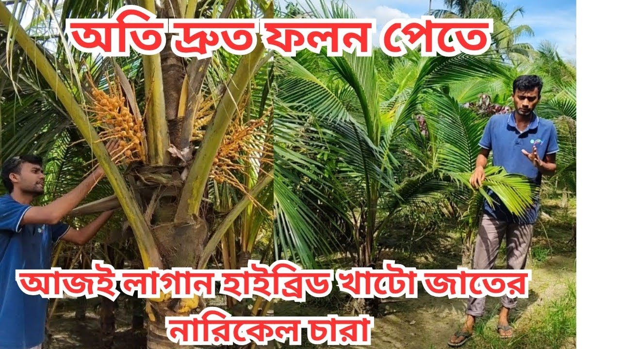 হাইব্রিড নারিকেল চাষে বিপ্লব| হাইব্রিড নারকেল চারা মাত্র ৩২০ টাকা থেকে শুরু।অল্প টাকায় লাভজনক ব্যবসা