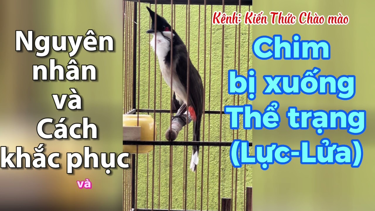 Nguyên nhân và cách khắc phục chim bị Yếu Thể Trạng(Lực/Lửa), do cách chăm?