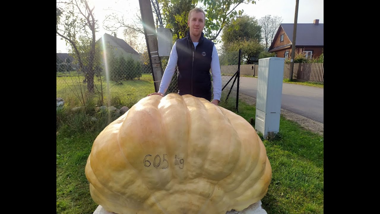 600-kilogramowa 