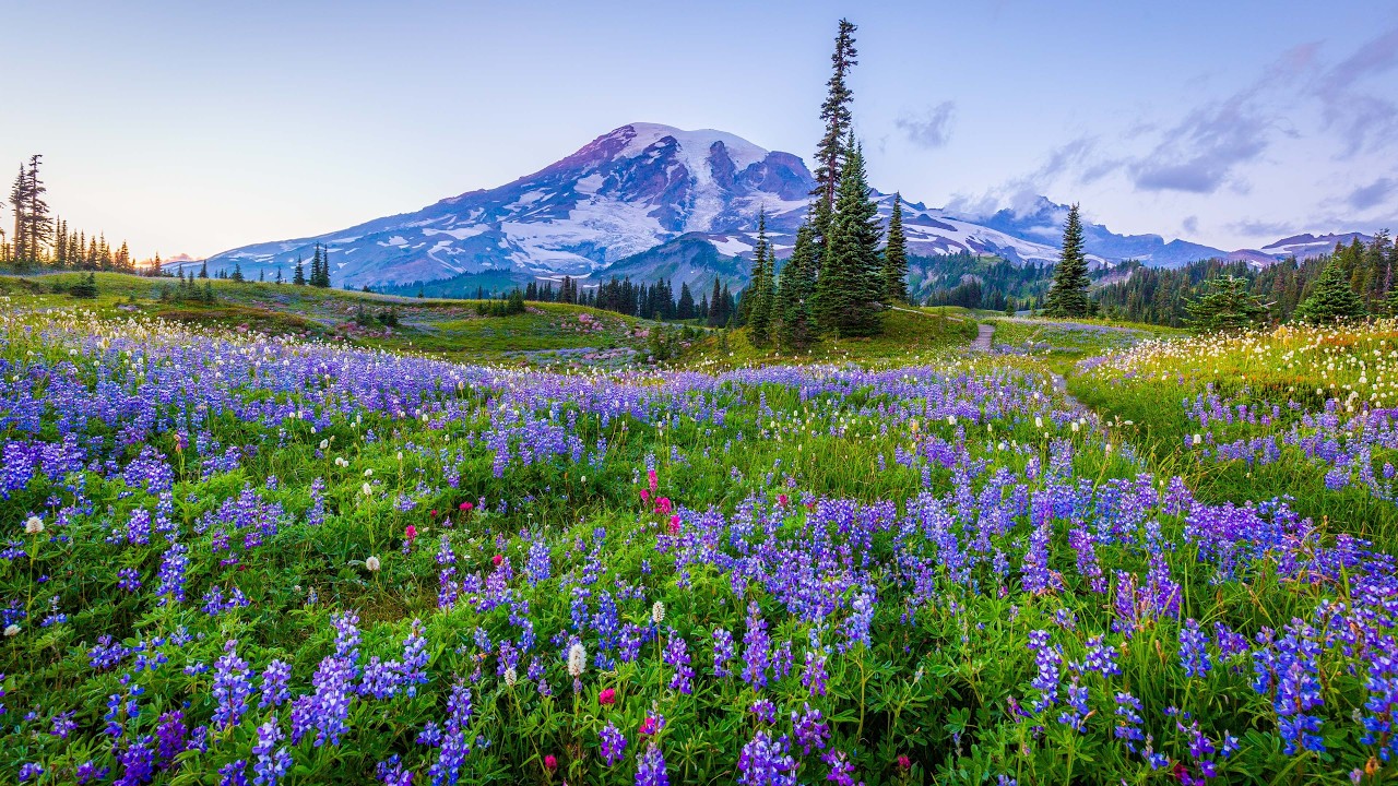 24/7 Mount Rainier Wildflowers Live Stream | Peaceful Nature Sounds & Sunset Views