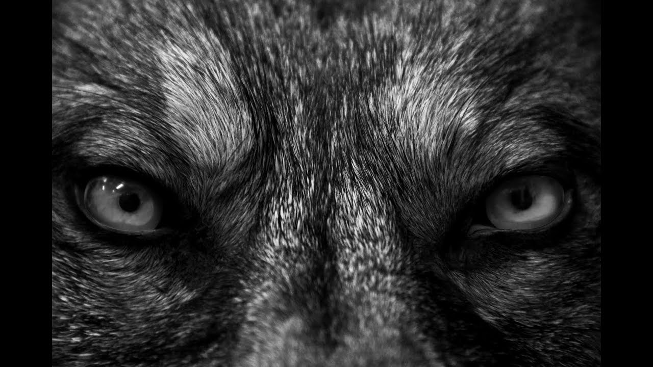 BiG WoLF Aka PsychoPaTh - NËSE NUK E DIN