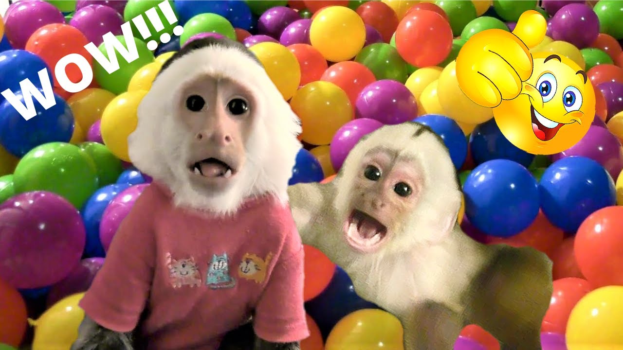 Largest Monkey Ball Pit in the World! | Capuchin Monkey | Pet Monkey