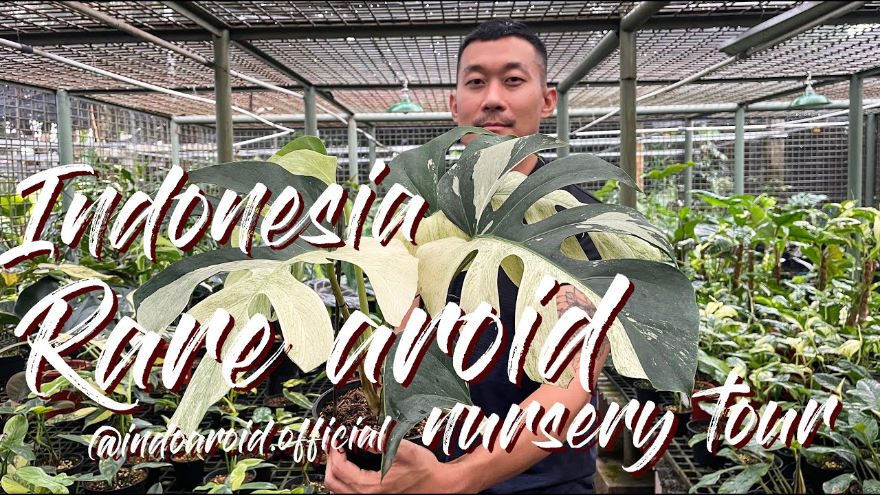 High-Quality Rare Aroids Nursery Tour In Indonesia @indoaroid.official