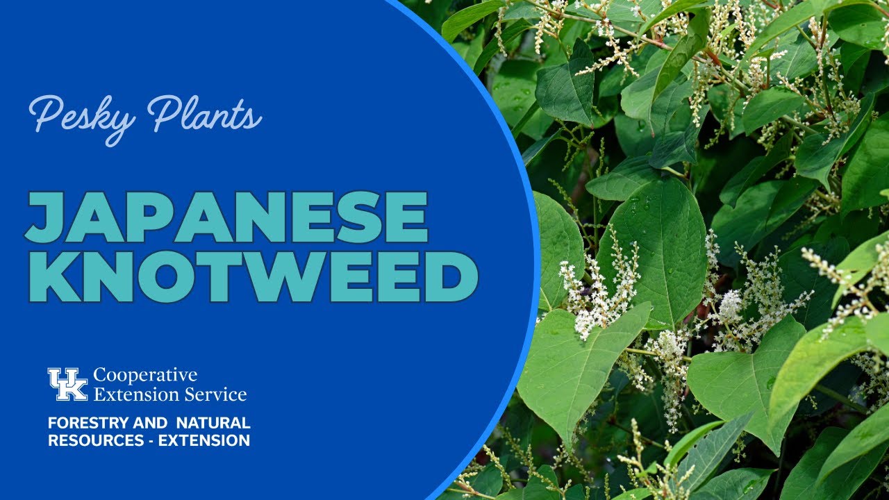 Pesky Plants: Japanese Knotweed