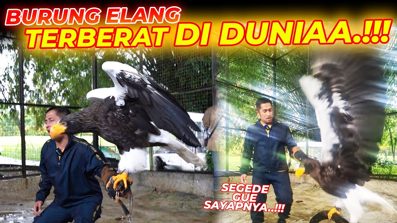BURUNG SEMBILAN KILO DITANGAN GUE..!!! SETINGGI GUE GAES SAYAPNYA !! AH GOKIL BGT SIH ELANG INI..