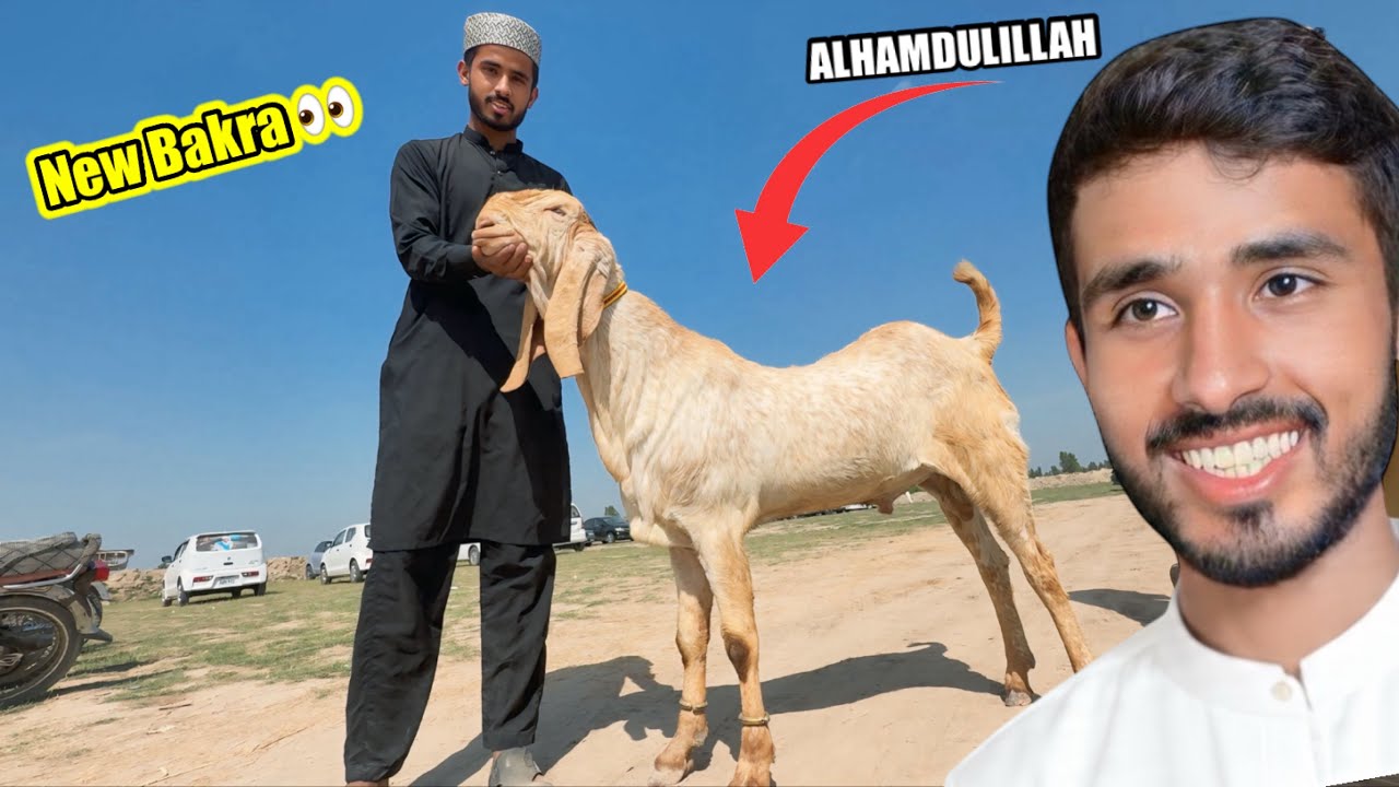 Finally New Bakra Khareed Liya 😍 New Bakra 🐐 Mil Gaya 🥰 Goat Farming 