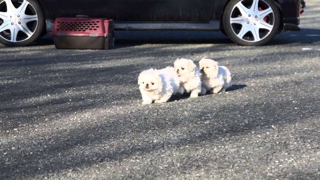 ペキニーズの子犬 初めて散歩