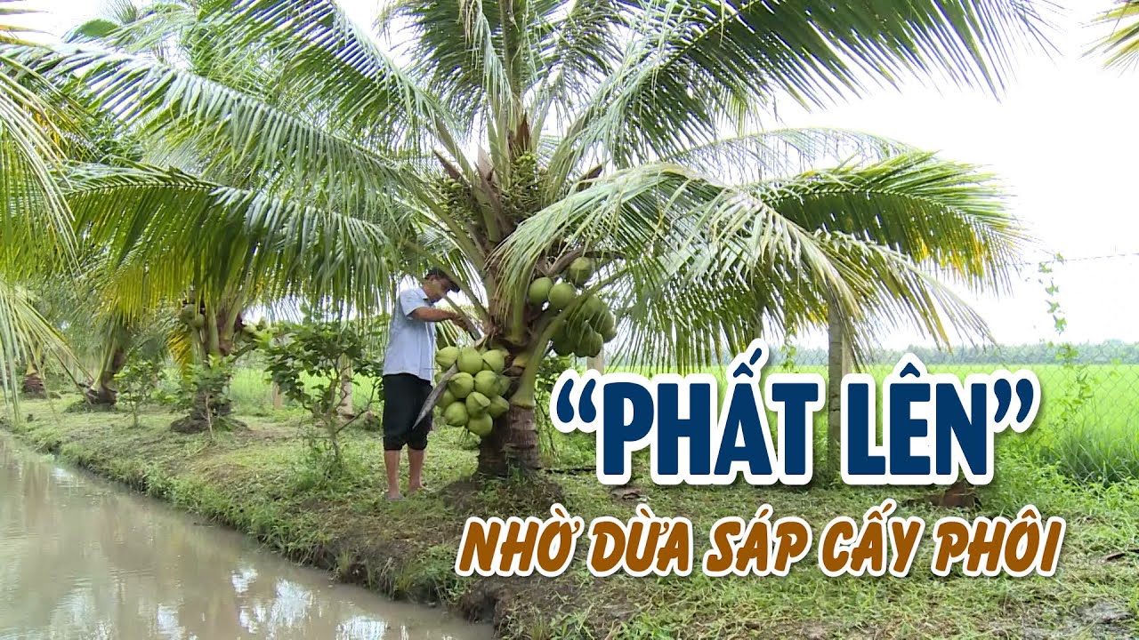 Trà Vinh: Khai thác đa giá trị cây dừa | VTV CẦN THƠ