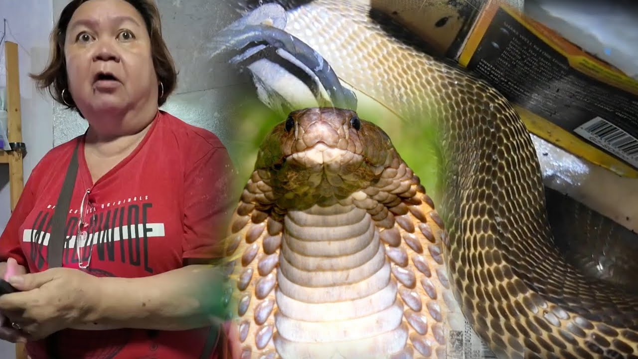 NANGGIGIL NA COBRA SA LILIW LAGUNA MAY MUNTIK MAKAGAT.