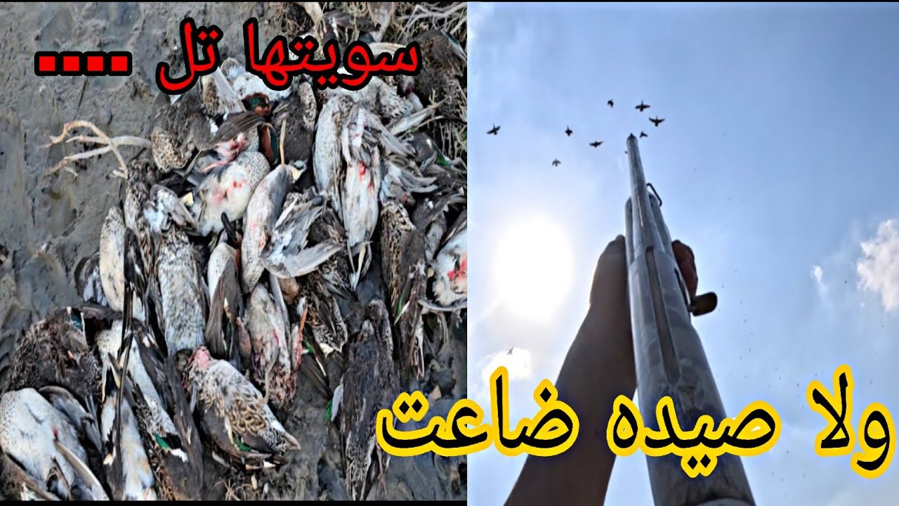 أقوى رمي حذاف ع الطاير.. صيد بغزارة ولقطات تفليش لا تفوتكم! 🦆🔥