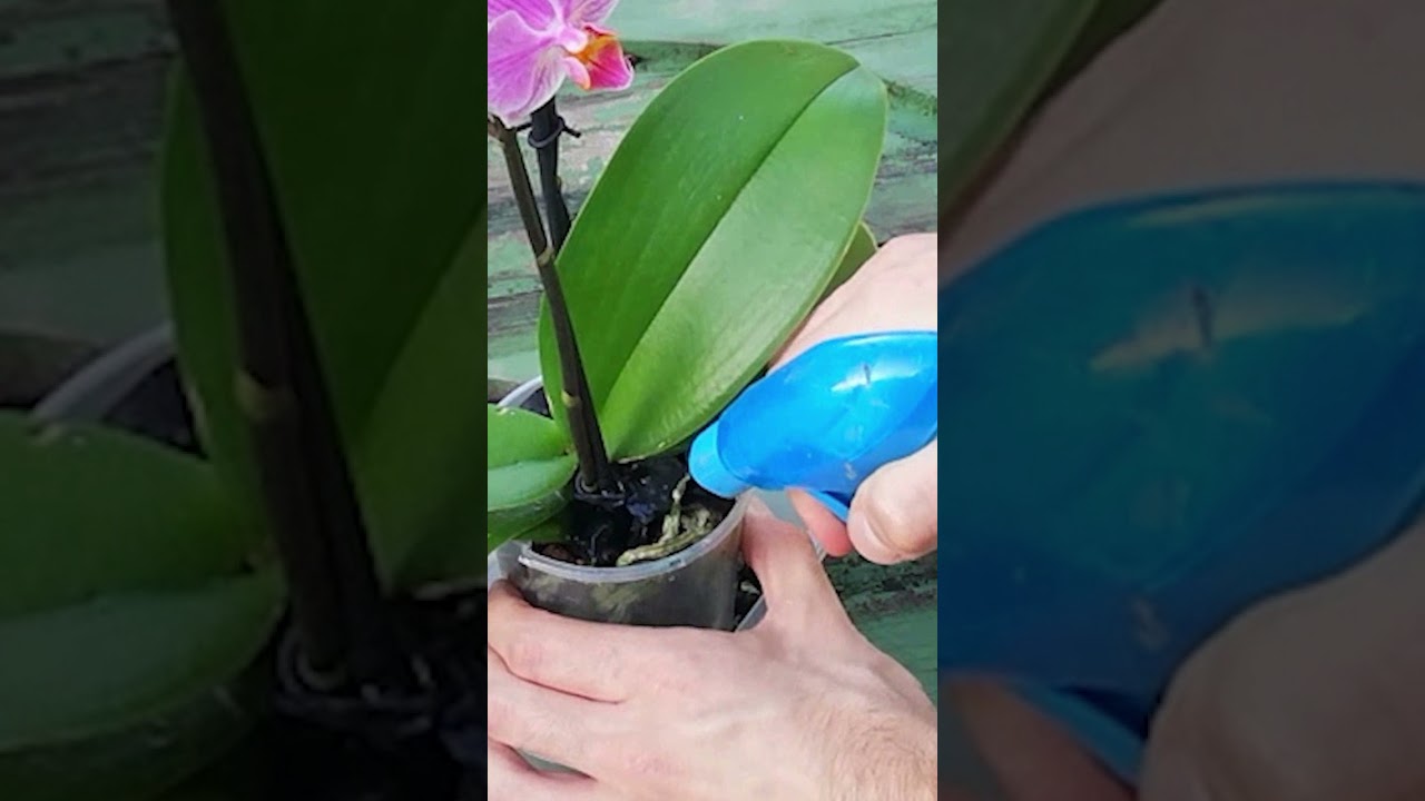 Abono CASERO para FLORACI&Oacute;N de Orqu&iacute;deas, Flores y Plantas | Fertilizantes Caseros #SHORTS