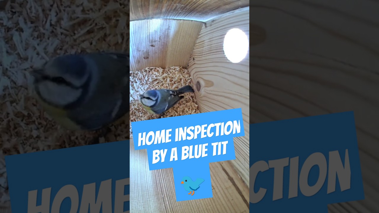Blue Tit Inspects BirdHotel: Searching for the Perfect Home #BirdHotel #BirdWatching #BlueTit