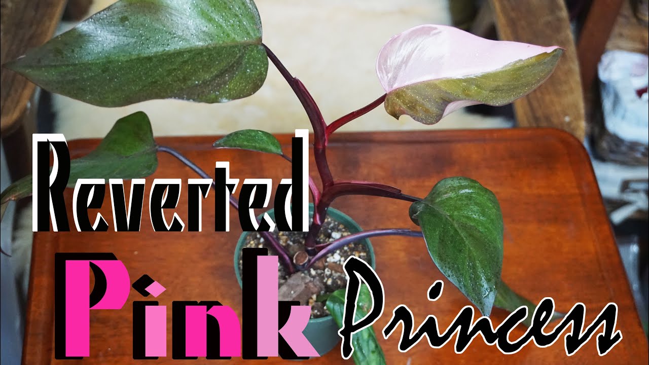My REVERTED Pink Princess Philodendron Grew A Half Moon Leaf | Reverted Pink Princess Update + Care