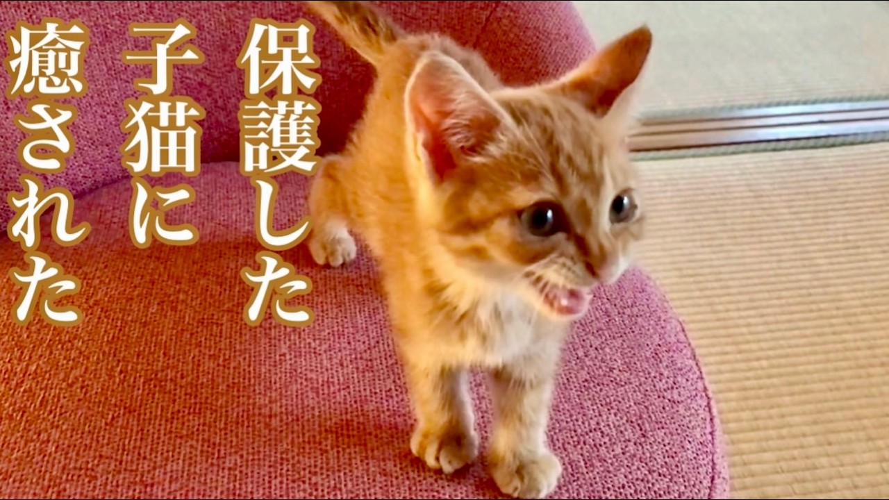 保護した子猫に癒された　猫と暮らしてよかったこと／アップルパイ／クリスマスリース
