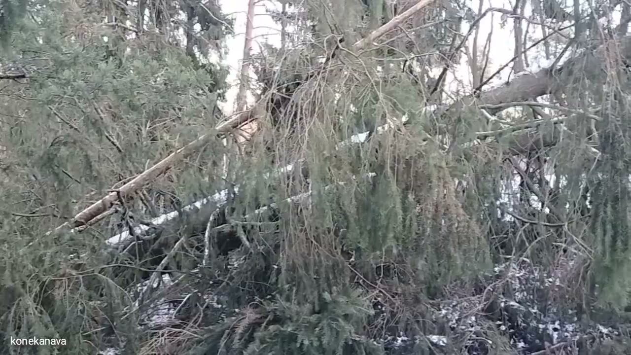 videota sen jälkeen, kun tuuli kaatoi puut!..