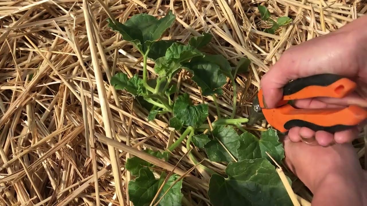 Comment entretenir les plants de MELONS et de TOMATES