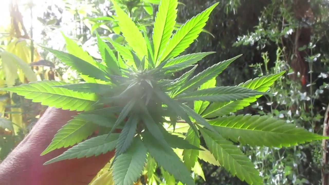 Beautiful Hawaiian Indica Cannabis plant with Buds