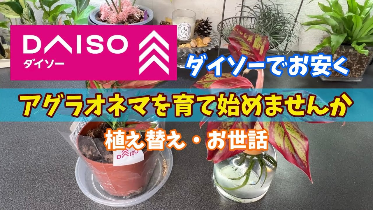 【ダイソーでお安く】アグラオネマを育ててみませんか？育て方・置き場所 #観葉植物 #houseplants #ダイソー #daiso #アグラオネマ
