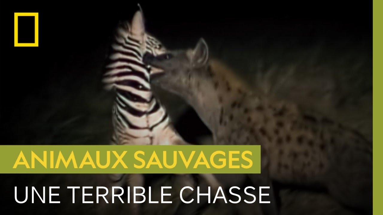 Premi&egrave;re chasse chaotique d'une jeune hy&egrave;ne