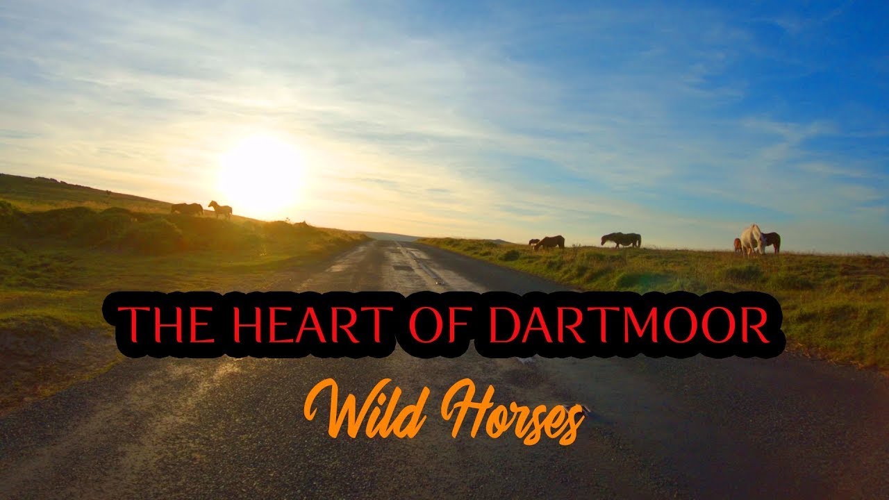 Dartmoor National Park - Drive through the heart at sunset (Wild Animals in Road)