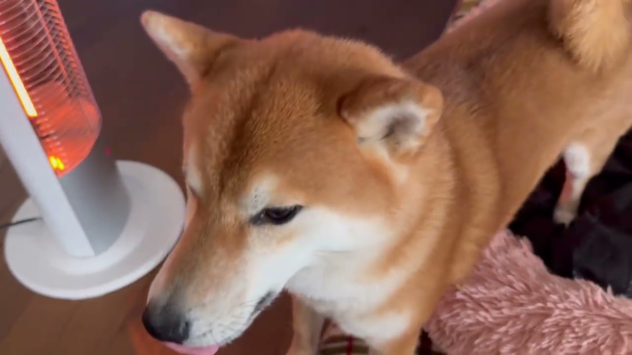 2026年3月3日事務所を、自由に走り回る可愛い柴犬むぎちゃんぎんちゃんなのだ