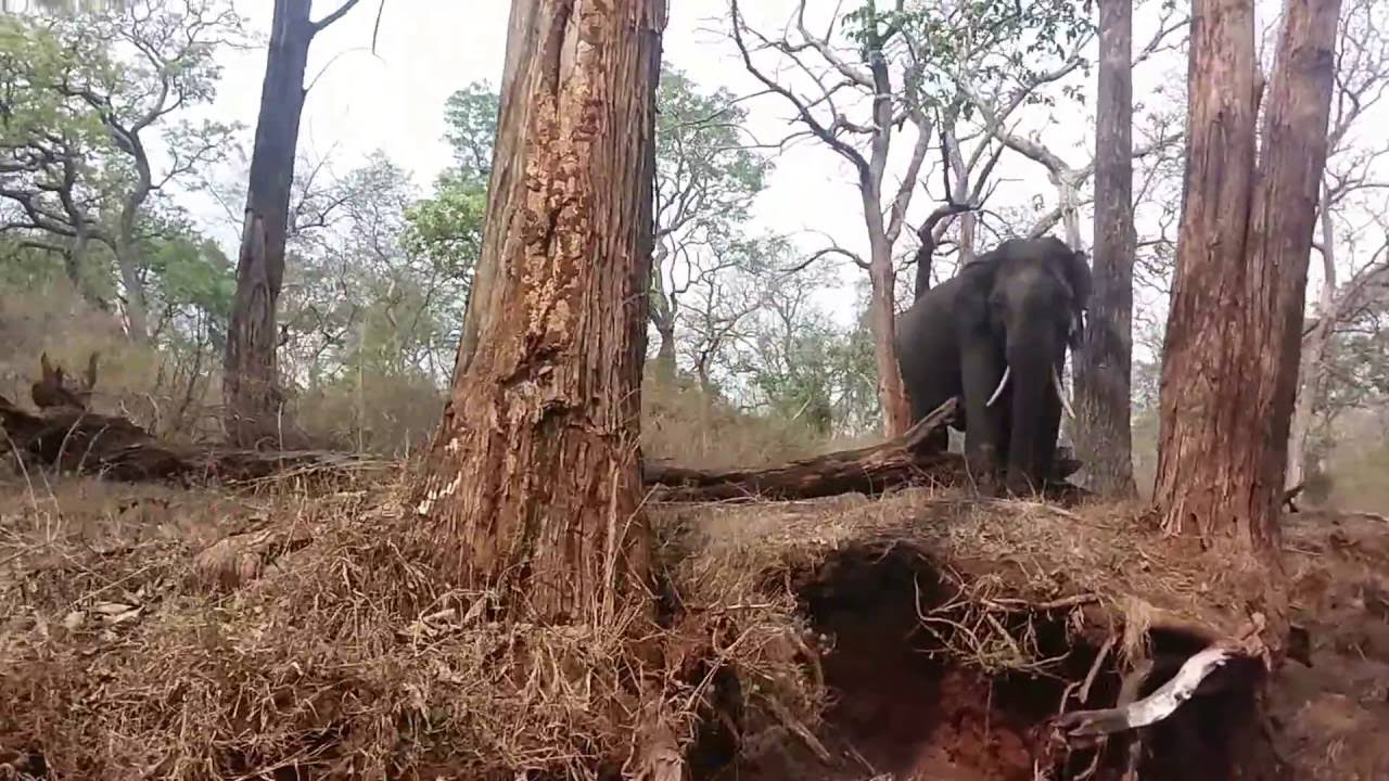 Man gets chased by Elephant while on A bike Trip Part 1
