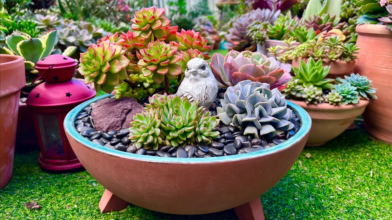 Colorful Succulents Arrangement