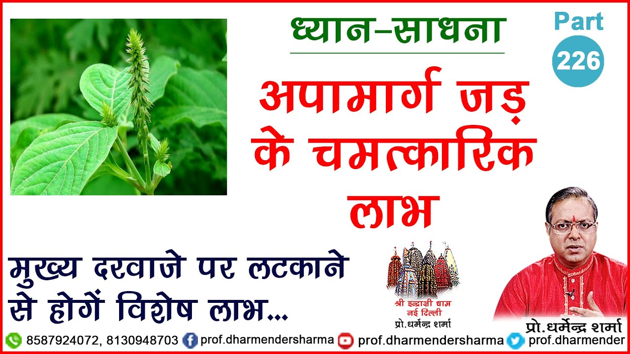 अपामार्ग जड़ के चमत्कारिक लाभ जाने - प्रो. धर्मेन्द्र शर्मा जी से