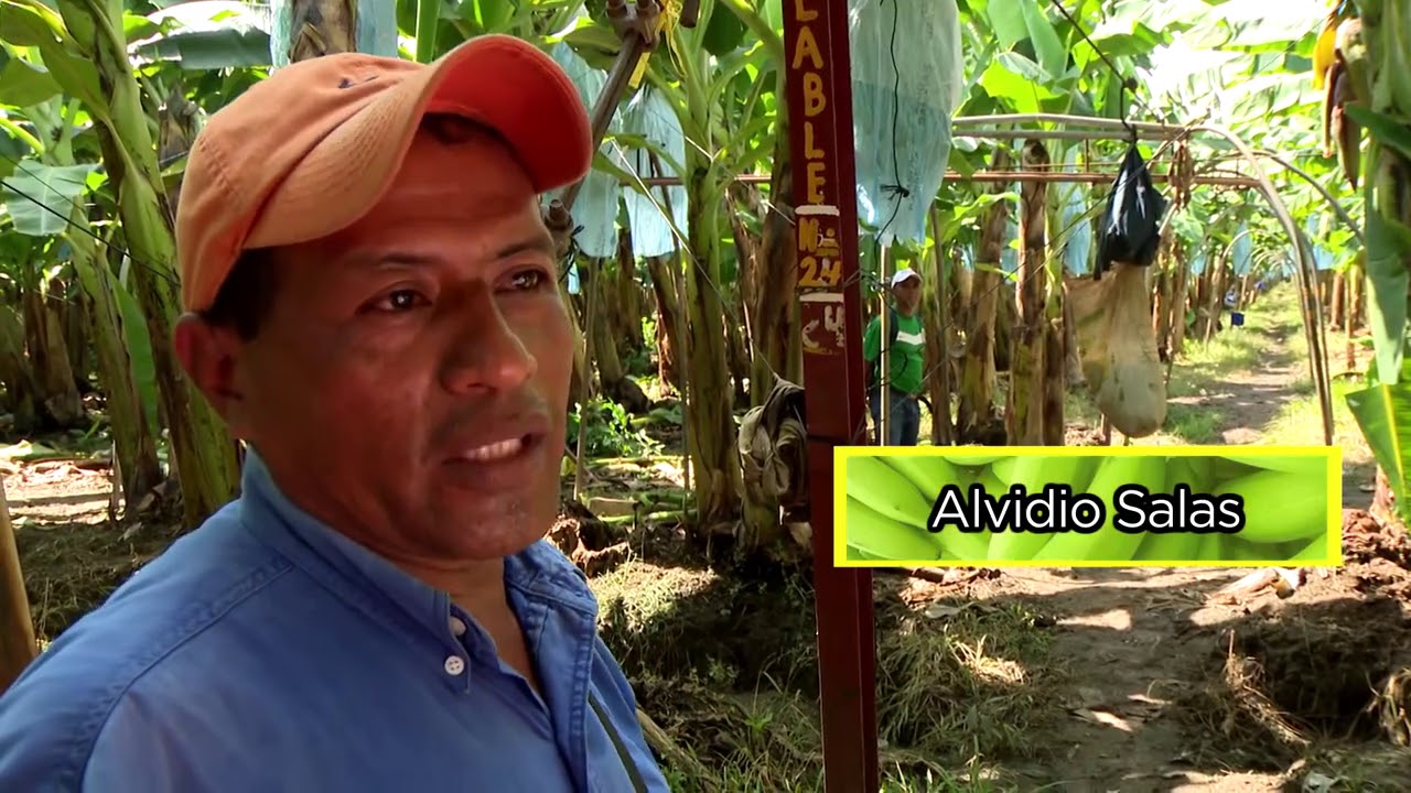 Las fincas de plátano. La cosecha y el cultivo es espectacular y ocurre en Chiapas.