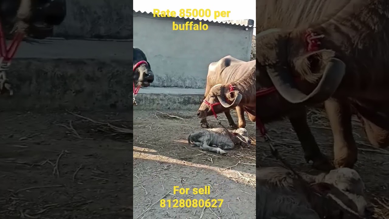 jafarabadi buffalo sell 8128080627