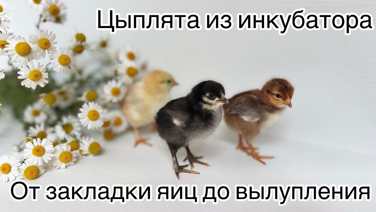 Инкубация яиц в домашних условиях. Инкубатор с WB. Вылупление цыплят.