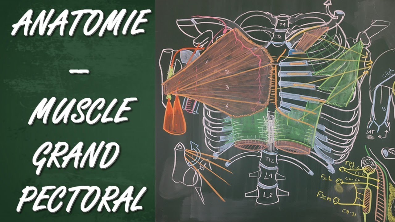 ANATOMIE - MUSCLE GRAND PECTORAL