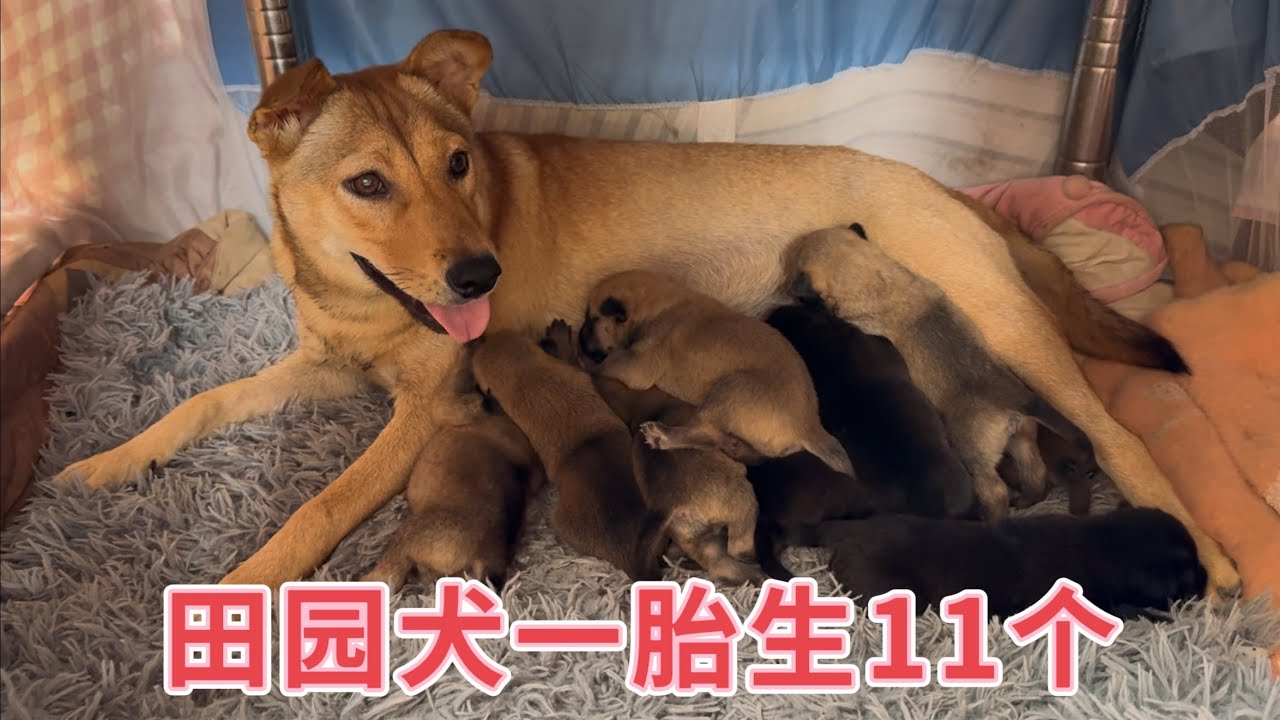 田园犬一胎生11个小狗，80岁老人每天都去看它，自己都吃不饱还心疼狗，夫妻俩去他家发现了真相，看完太暖心