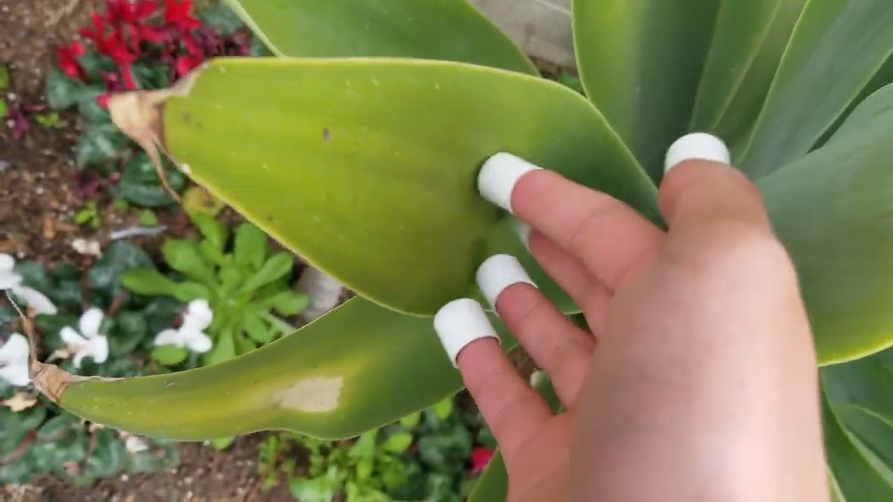 ASMR - Outside Triggers & Camera Scratching