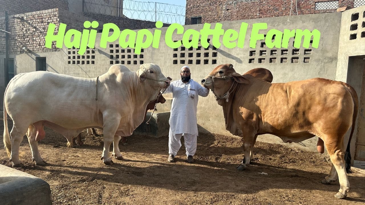 Haji Papi Cattle Farm Multan Heavy Bachry Or Bachriyan. @SSTvs