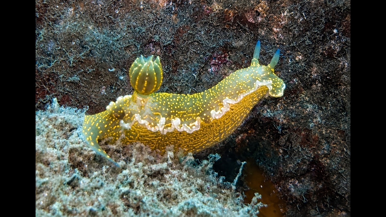 Nel mar Ligure - Nudibranco 2026