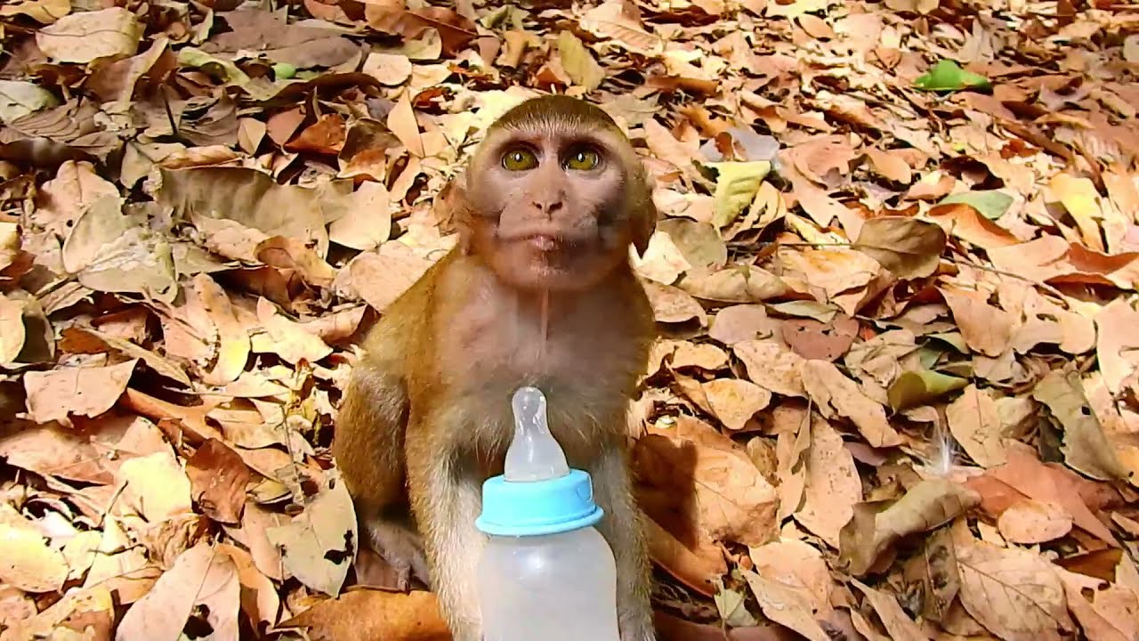 Poor Abandoned Monkey Hungry So Much, Drinking Milk Till #Monkeyaction