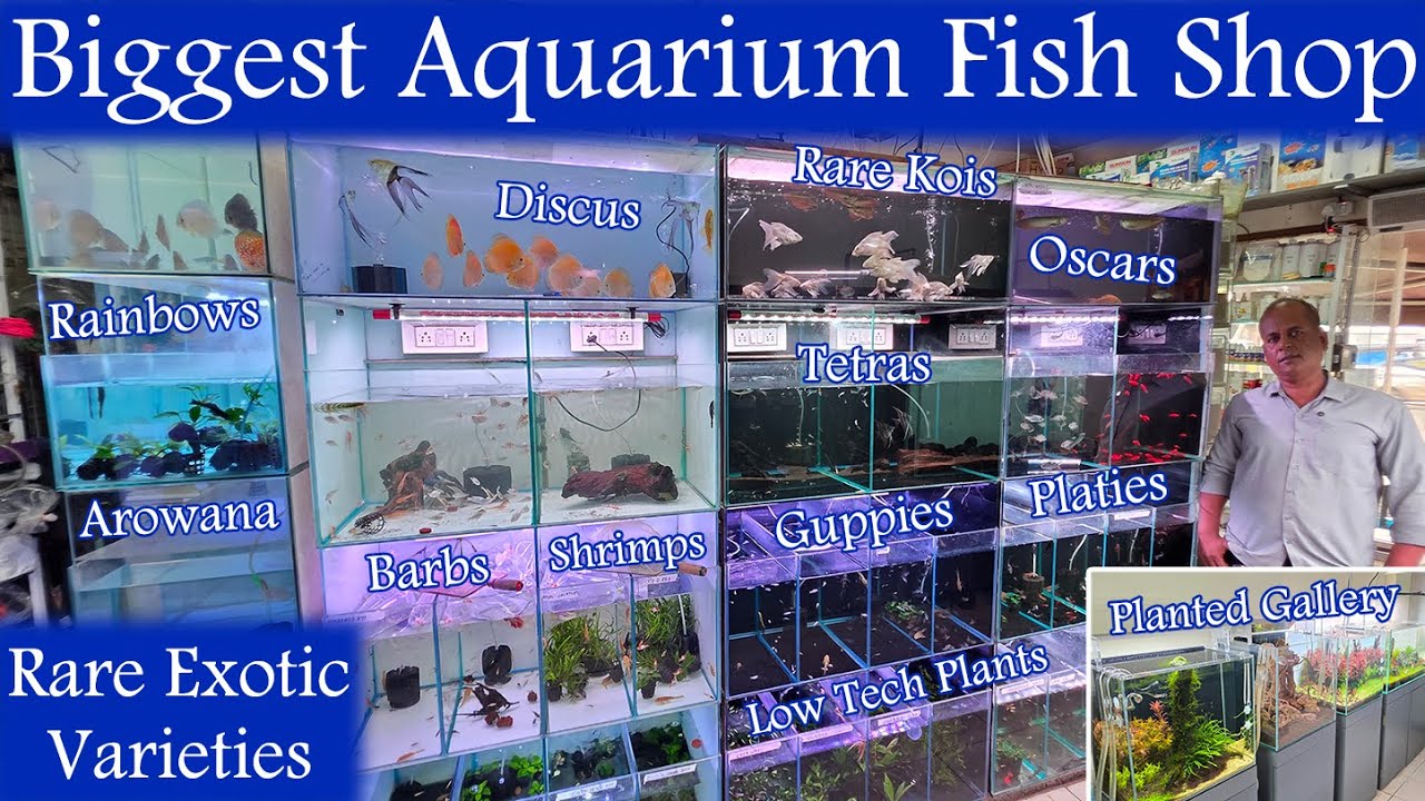 UNSEEN Exotic Fishes in Mumbai’s Largest Aquarium Store! 🐟✨|Mumbai's  BIGGEST Aquarium Fish Store 🐠