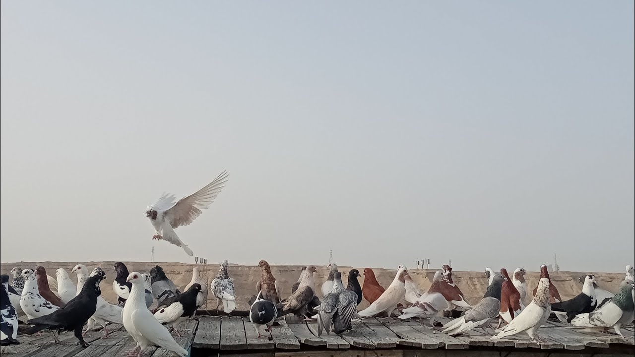 عاوز تعرف لي حمامك مش عاوز يمشي_الحمام بطل يمشي ايه السبب#حسين_الخطيب