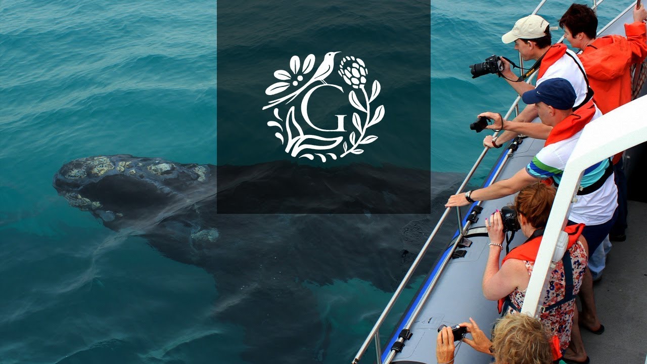 Grootbos | Whale Watching in South Africa